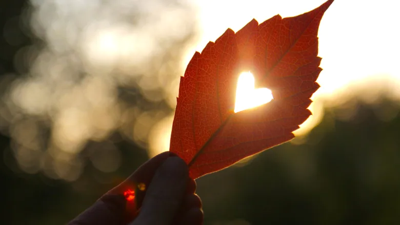 heart-leaf-love-hope-grace-stock-image.webp